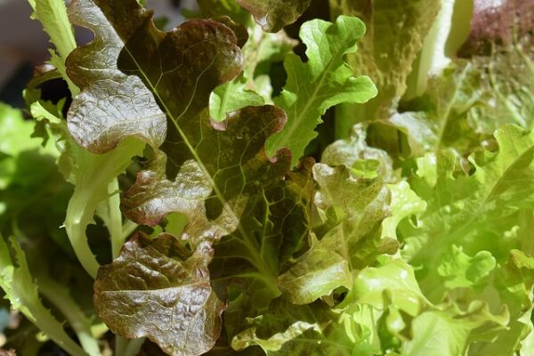 lettuce-g65ad8dc23_640.jpg - Tuincentrum Bos Park Tuin Roden lettuce-g65ad8dc23_640.jpg