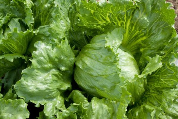 lettuce-gf13ffa544_640.jpg - Tuincentrum Bos Park Tuin Roden lettuce-gf13ffa544_640.jpg