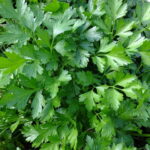 parsley-g8d3843562_640-1.jpg