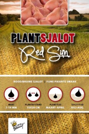 Plantsjalotten Red Sun per 250g - Afbeelding 1