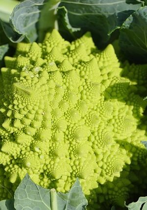 Bloemkool romanesco plant 4x4cm - Afbeelding 1