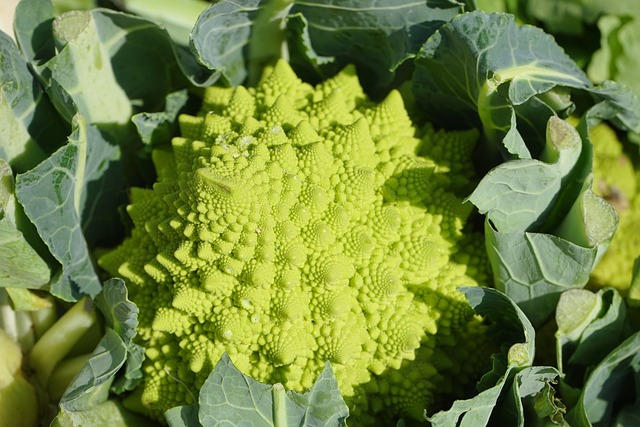 romanesco-g84f29c604_640.jpg - Tuincentrum Bos Park Tuin Roden romanesco-g84f29c604_640.jpg
