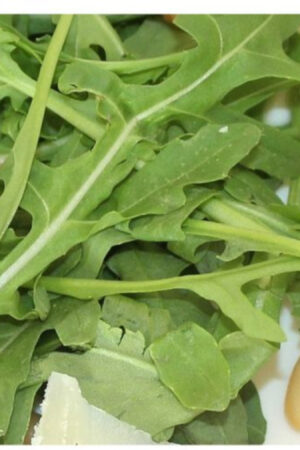 rucola plant 4x4cm - Afbeelding 1
