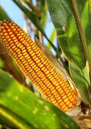 Suikermais plant 4x4cm - Afbeelding 1