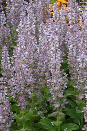 Scharlei - Afbeelding 3