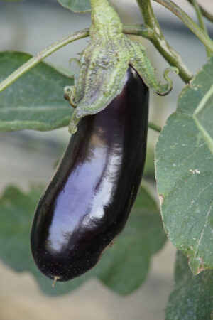 aubergine plant