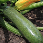 courgette groen