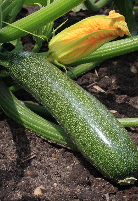 courgette groen