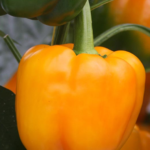 paprika geel