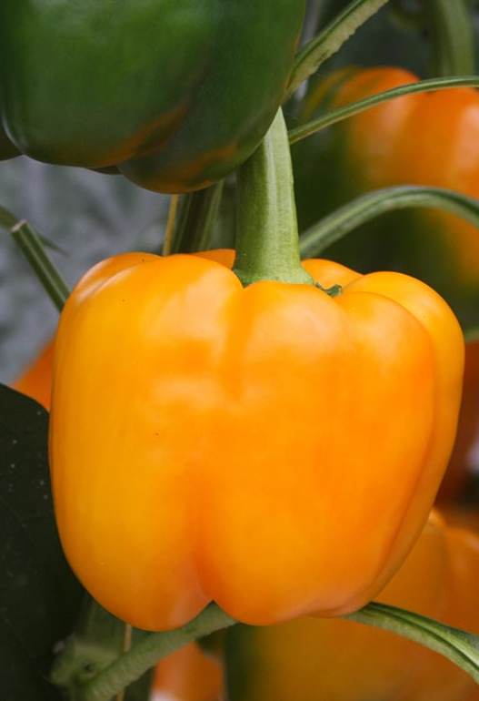 paprika geel