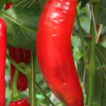 paprika punt rood - Tuincentrum Bos Park Tuin Roden paprika punt rood