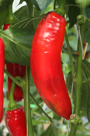 paprika punt rood