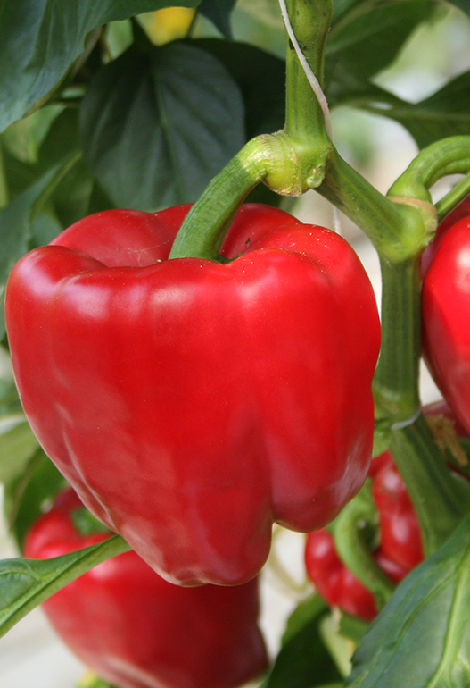 paprika rood