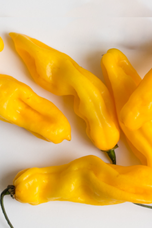 peper madam jeanette