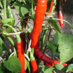 peper spaanse - Tuincentrum Bos Park Tuin Roden peper spaanse