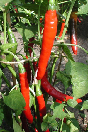 peper spaanse
