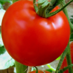 tomaat rond