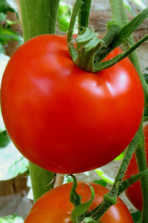 tomaat rond