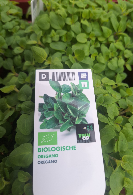 oregano 13cm