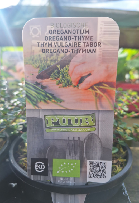 Oregano tijm