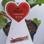 rabarber rood