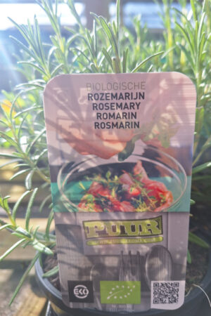 Rozemarijn13cm pot - Afbeelding 1