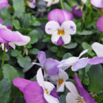 viool cornuta wit-lila