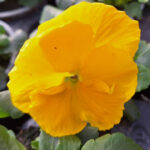 viool grootbloemig geel