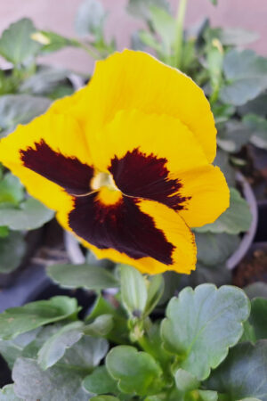 viool grootbloemig geel met hart