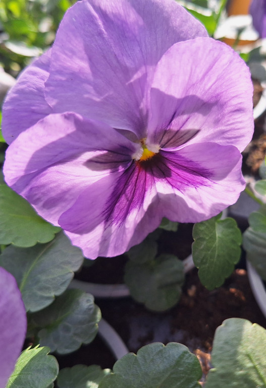 viool grootbloemig lila