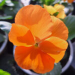 viool grootbloemig oranje