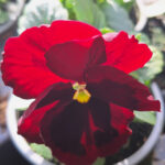 viool grootbloemig rood