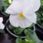 viool grootbloemig wit