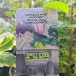 zwitserse munt