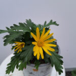 Euryops