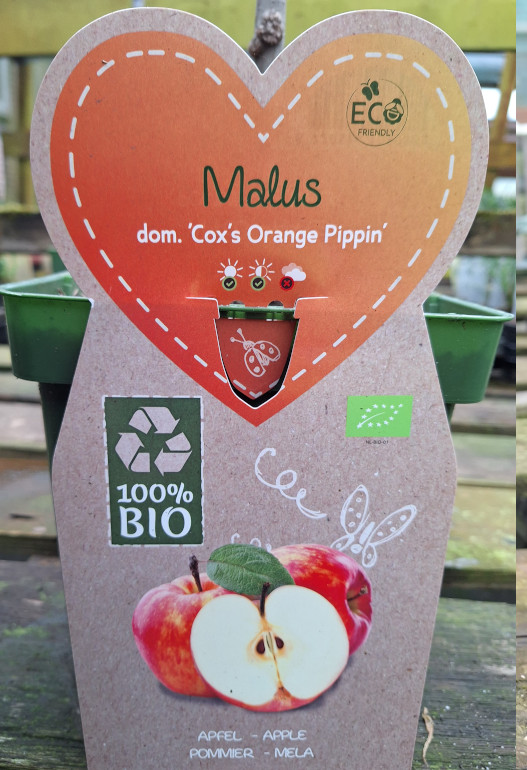 Malus d. 'Cox's Orange Pippin' (appel)