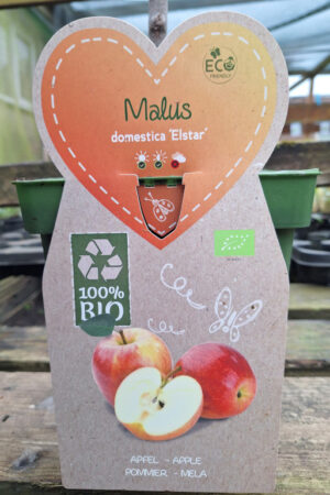 Malus domestica 'Elstar'