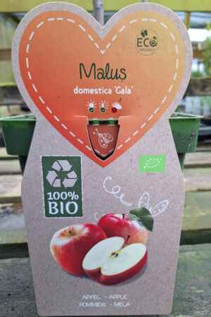 Malus domestica Gala