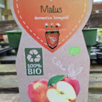 Malus domestica Jonagold