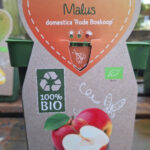 Malus domestica Rode Boskoop