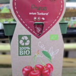 Prunus avium Sunburst