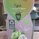 Pyrus communis Charneux Peer