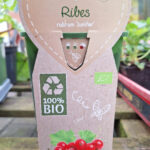 Ribes rubrum Junifer