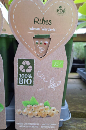 Ribes rubrum Werdavia