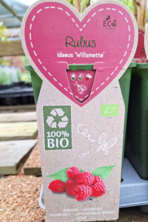 Rubus idaeus Williamette