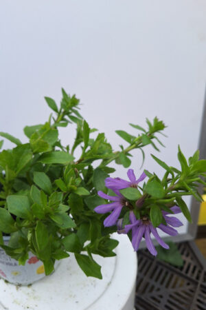 SCAEVOLA lila