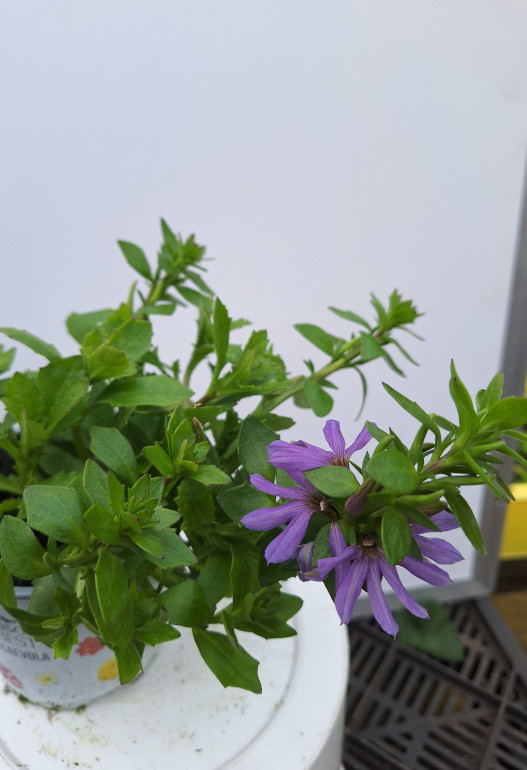 SCAEVOLA lila