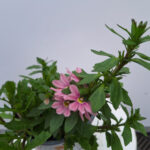 SCAEVOLA rose