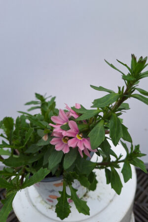 SCAEVOLA rose