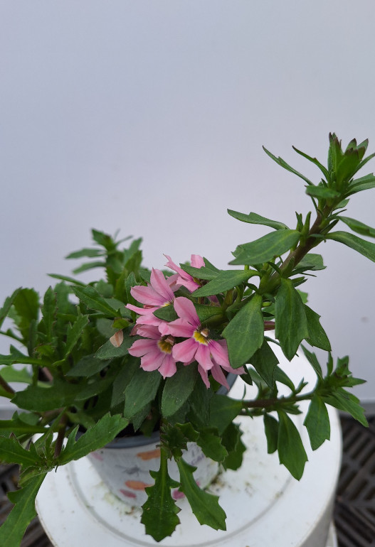 SCAEVOLA rose